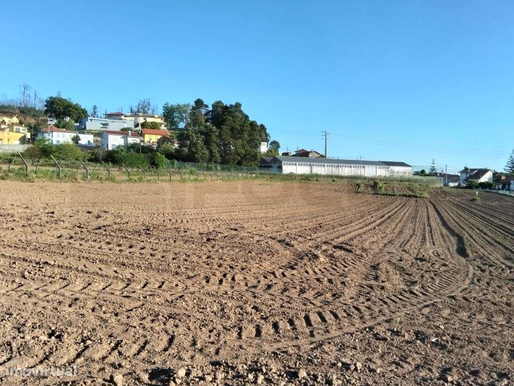 Terreno urbanizável com 19 m de frente- Branca / Albergaria-a-Velha-12