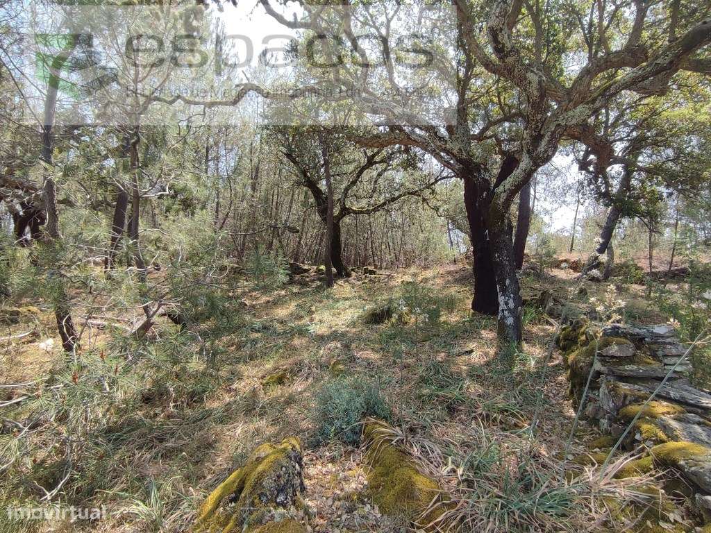 Terreno rústico - Benquerenças - Grande imagem: 5/15