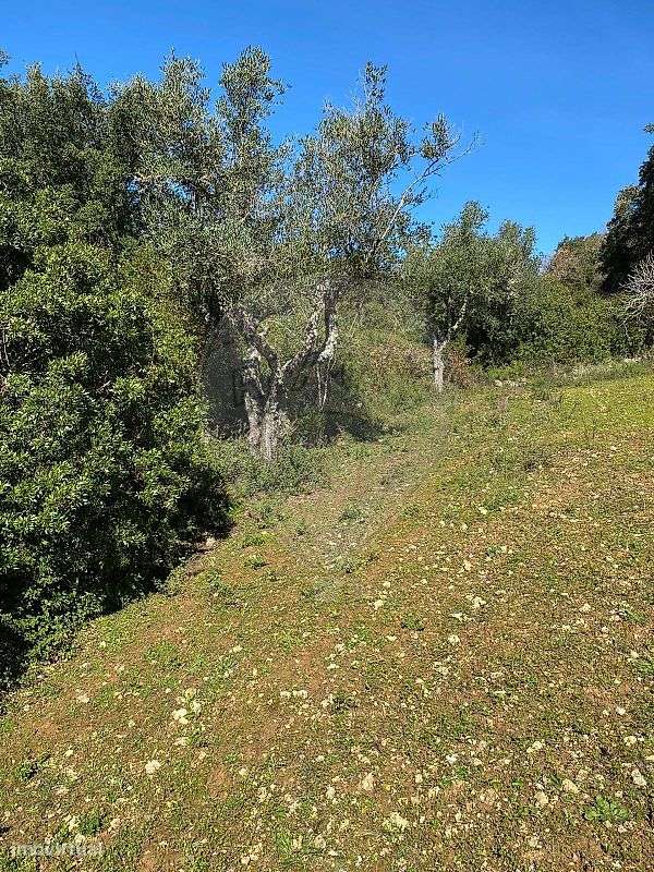 Terreno  para venda-1