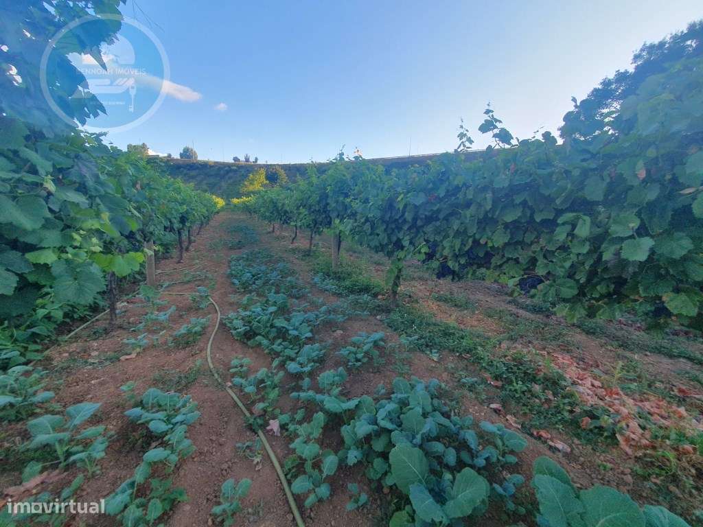 Quintinha à venda- Arco de Baúlhe-26