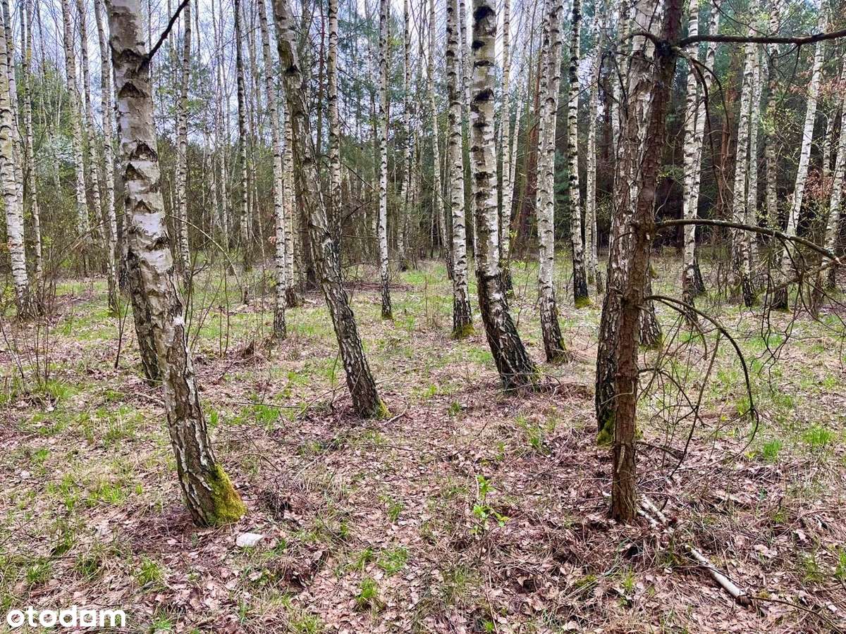 Działka budowlano-rolna, siedliskowa (16517m2) - Pełny obrazek: 4/7