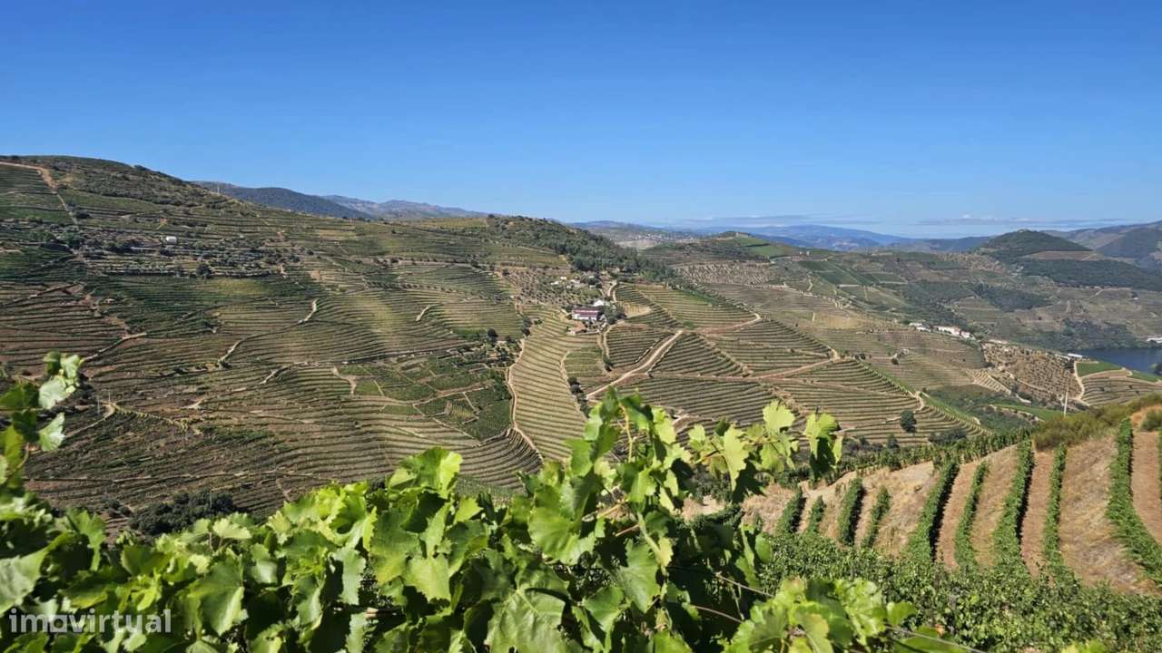 QUINTA 20 HECTARES - VISTAS SOBRE O RIO DOURO - Grande imagem: 4/7