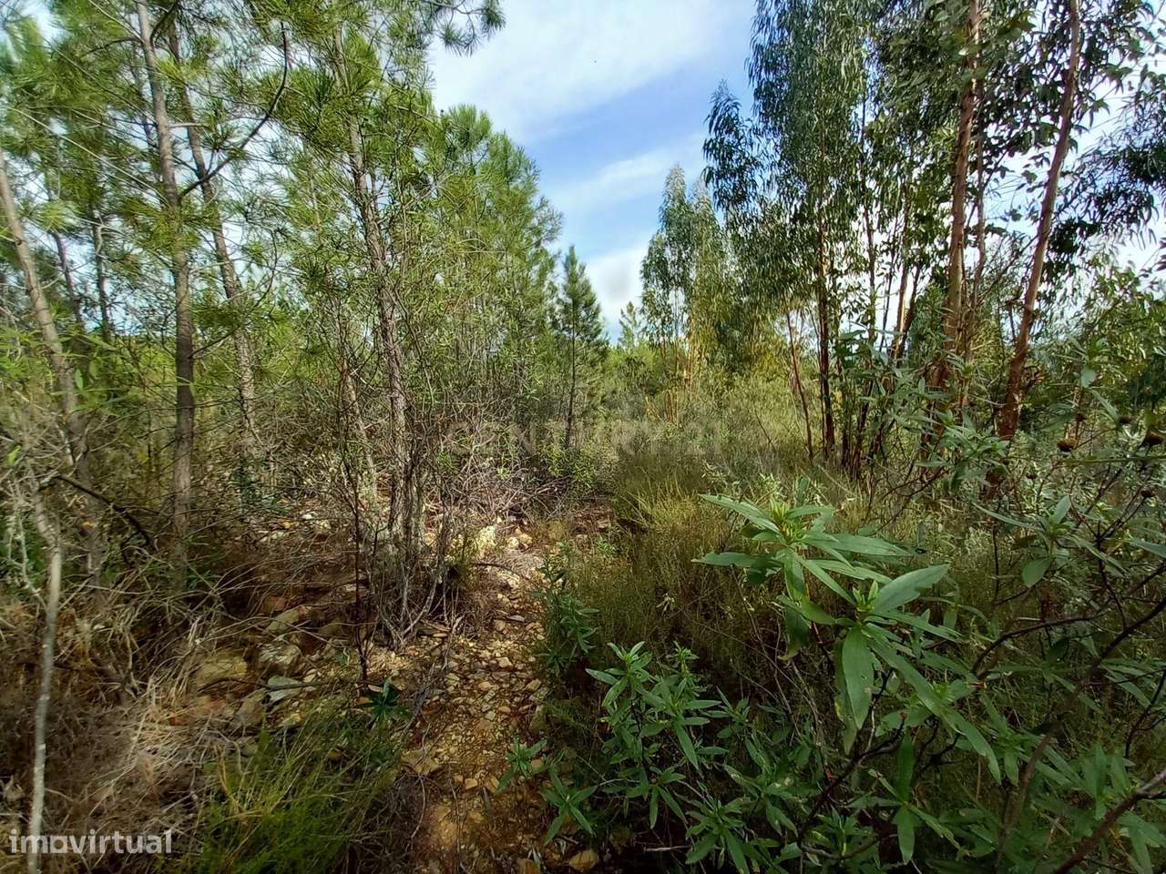 Terreno com 1,3 ha Vale da Pereira-Santo André das Tojeiras - Grande imagem: 4/9