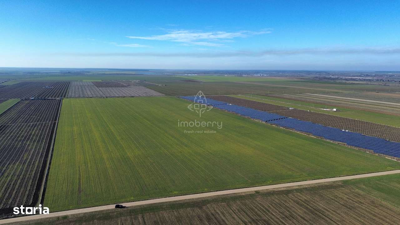 Vând teren extravilan – 11 ha, sat Valter Mărăcineanu, jud Giurgiu-3