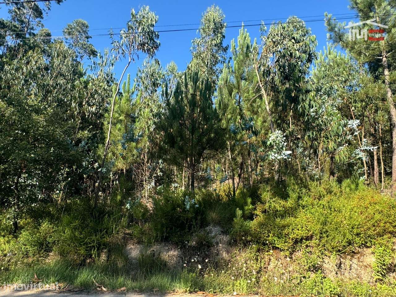 Terreno com área total de 6.800 m2 de pinhal e eucaliptos no Escand... - Grande imagem: 4/17