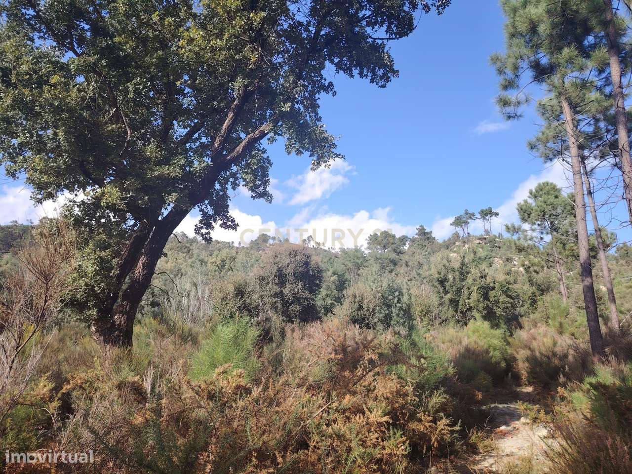 Terreno rústico, Louriçal do Campo, - Grande imagem: 3/8