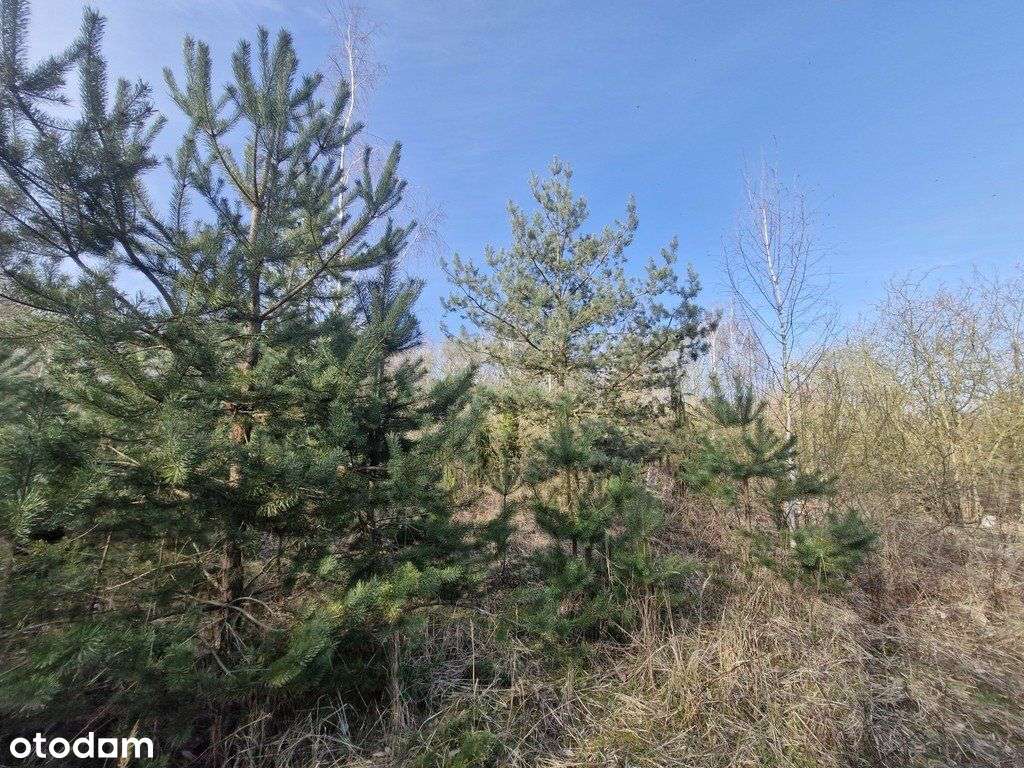 Działka budowlana z bogatym drzwostanem - Pełny obrazek: 5/20