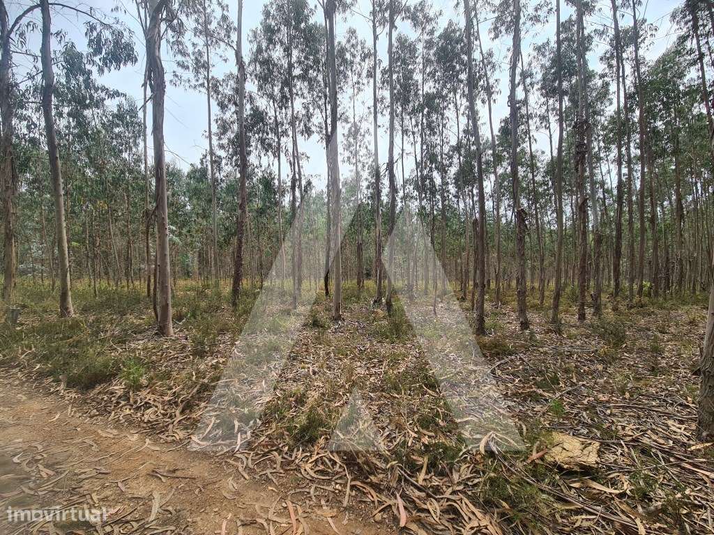 Terreno Industrial em Pinheiro da Bemposta - Grande imagem: 5/7