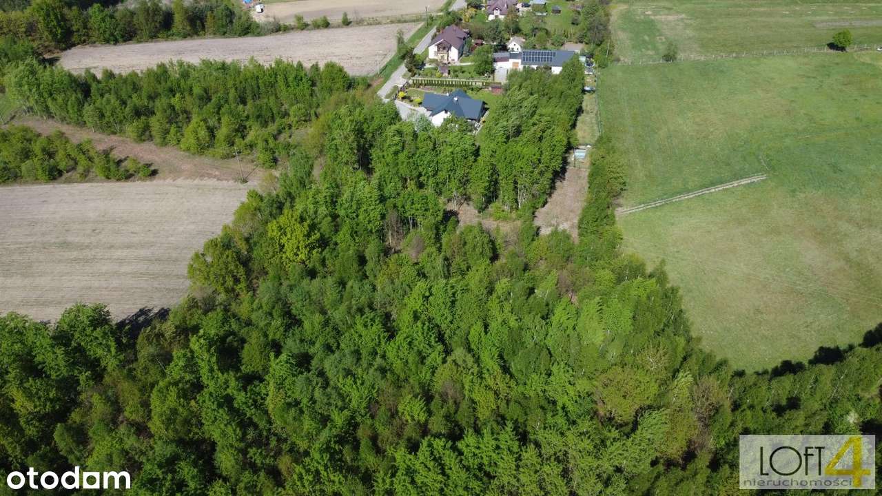Działka z WZ 23 ary w lesie w Radłowie - Pełny obrazek: 5/16
