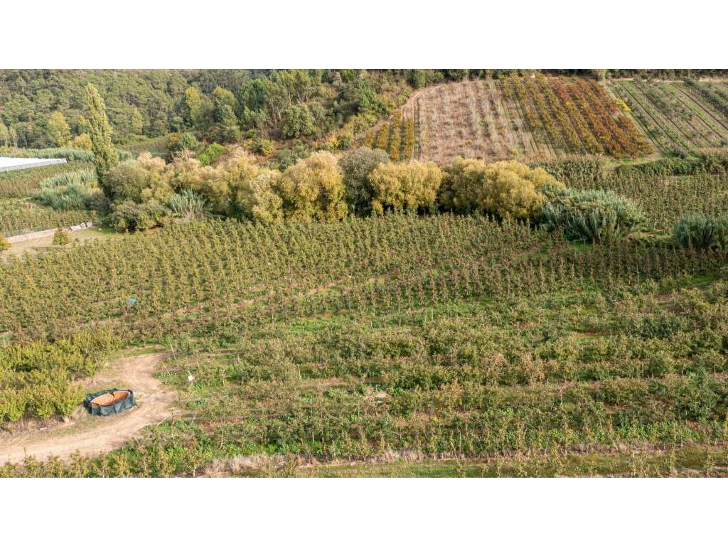 Terreno Rústico de cultivo ' Bernarda' - Grande imagem: 4/12