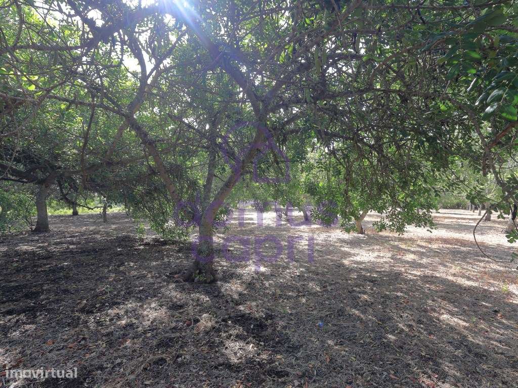 Moradia T2 + 2 para renovar em Arroio - Luz de Tavira-27