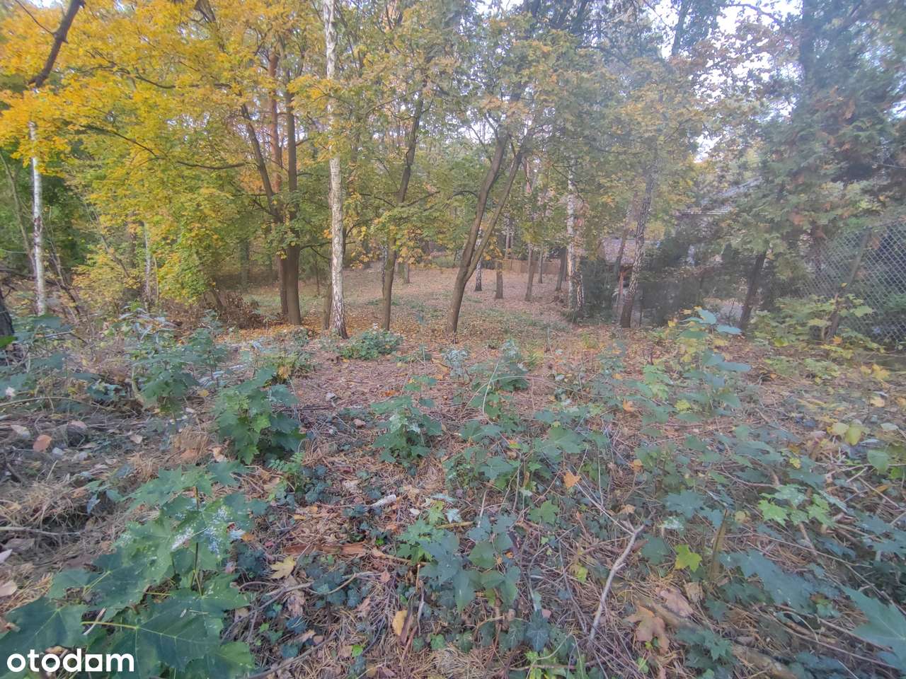 Łomianki, Dąbrowa Leśna, działka 1500m2 - Pełny obrazek: 5/7