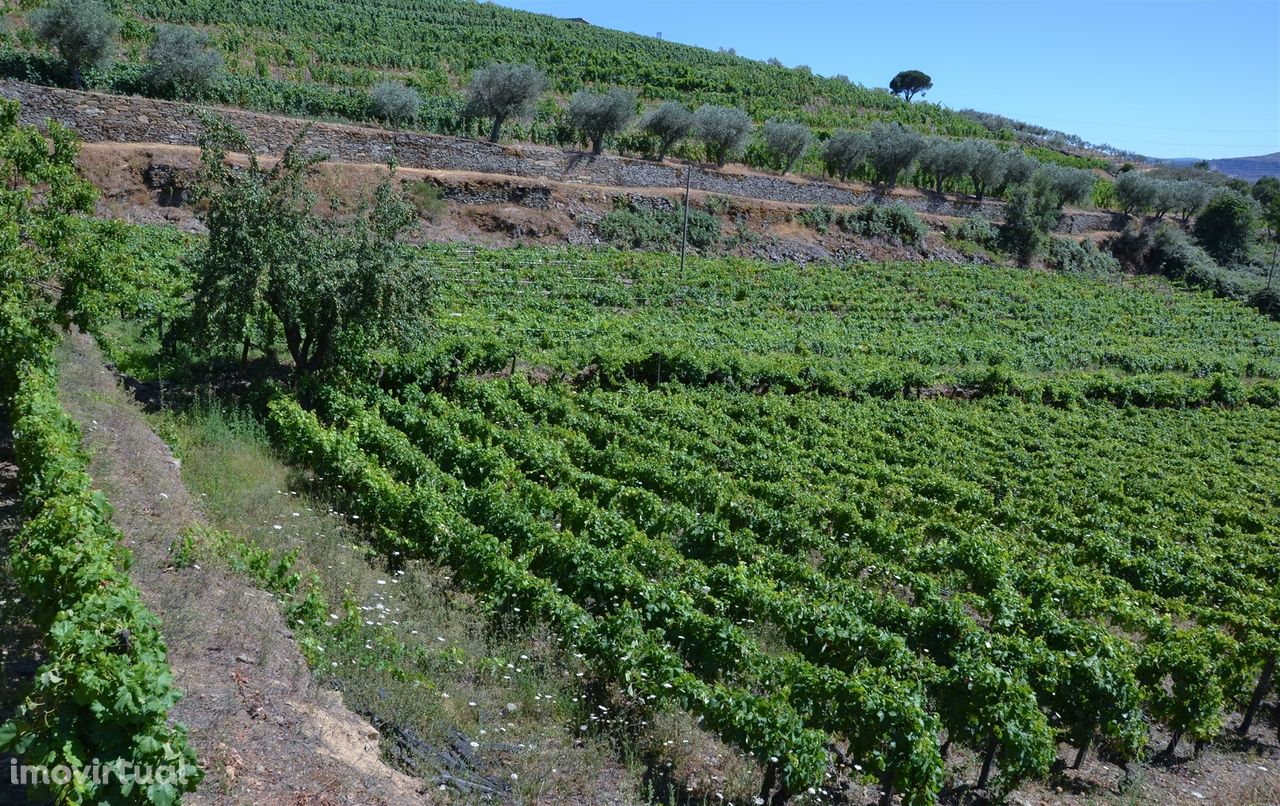 Quinta de 3 hectares na Régua com produção de vinho