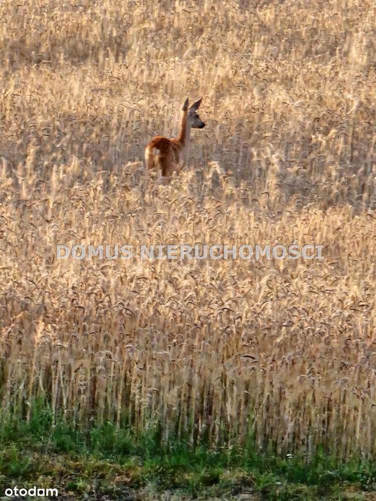 Działki na wzniesieniu Tworzyjanki - Pełny obrazek: 5/10