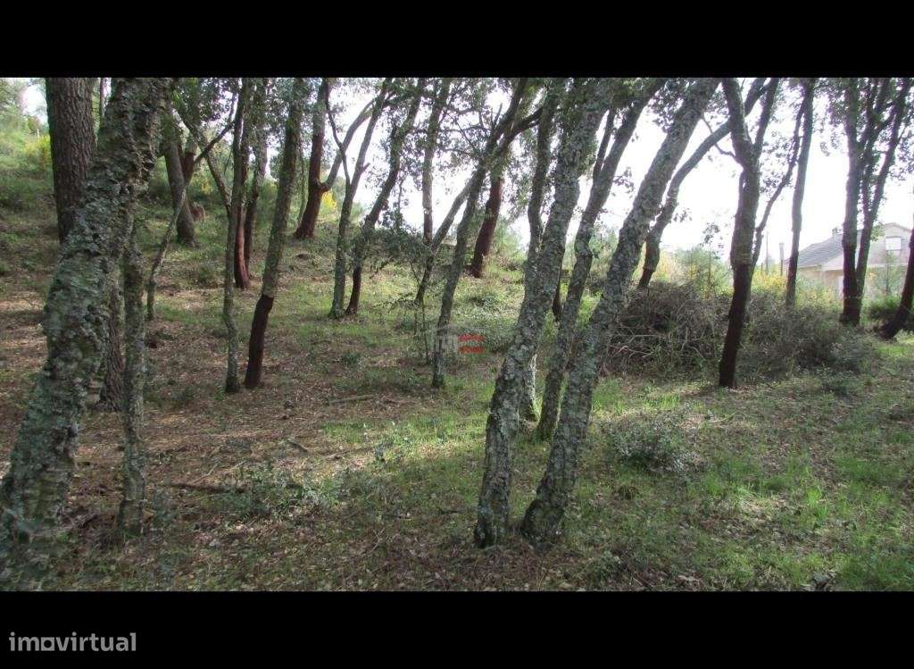 Terreno com Pinhal - Grande imagem: 5/9