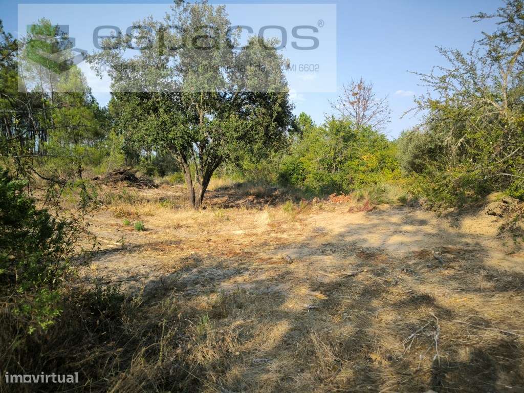 Encosta da Várzea - S. Domingos - Grande imagem: 2/8