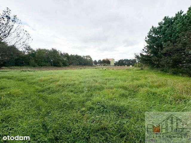 Kotowice-Działka-Las-blisko Wrocław/ Szewce - Pełny obrazek: 5/13