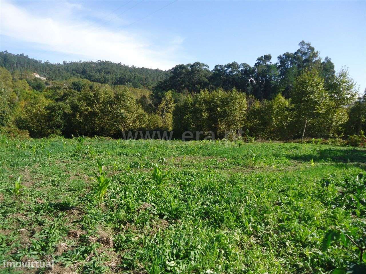 Terreno com 2.432 m2 em Silvares São Martinho - Grande imagem: 5/7