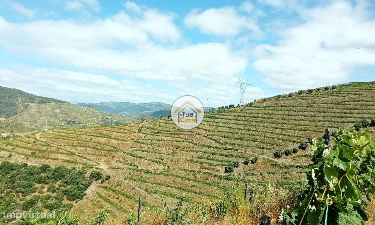 Vinha com 12 Ha, na Região Vinhateira do Alto Douro - Grande imagem: 2/17