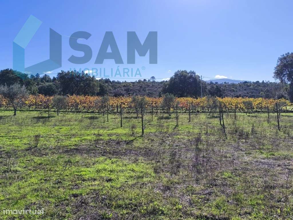 Herdade em Juncais - Fornos de Algodres, Guarda-12