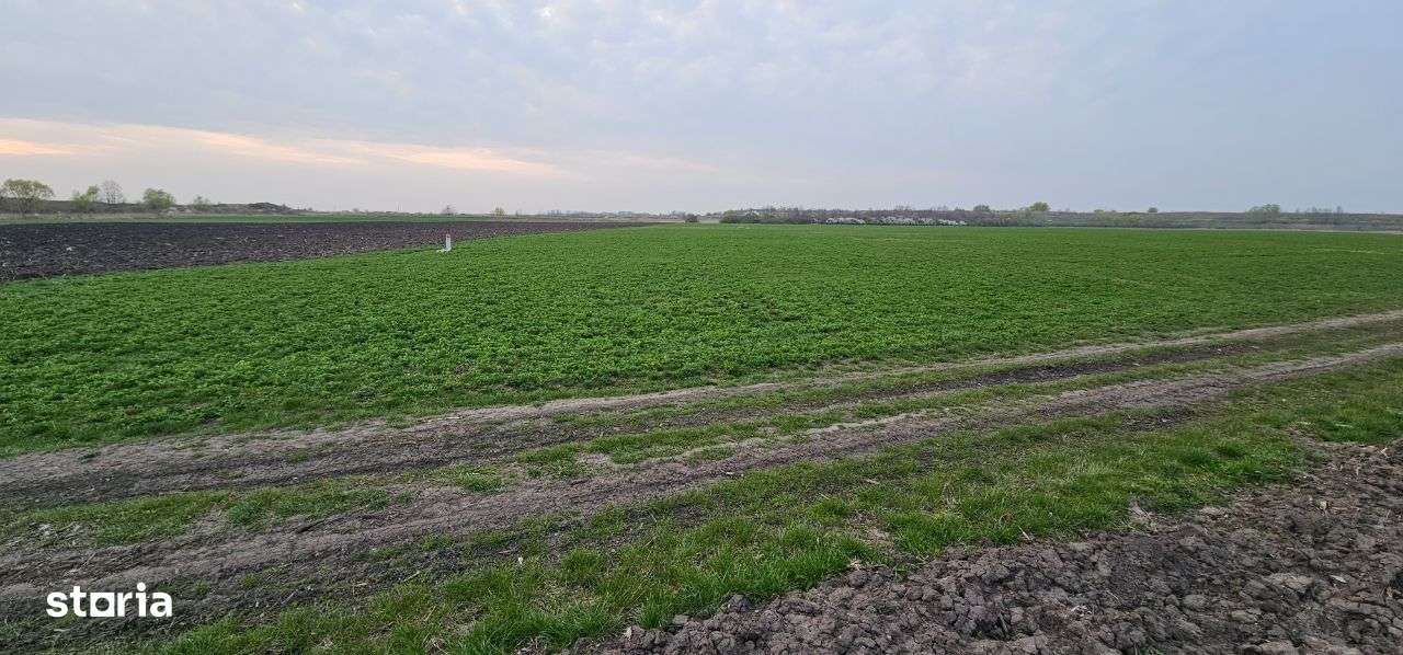 Teren de vanzare in Episcopia Oradea - Imagine principală: 4/9