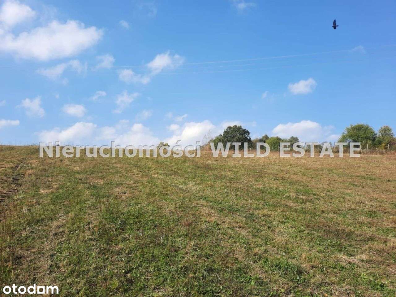 Działka, 2 985 m², Olszanica - Pełny obrazek: 5/12