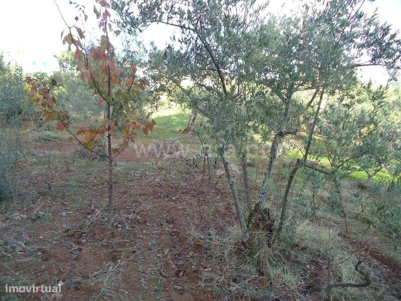 Terreno / Fundão, Capinha - Grande imagem: 4/10