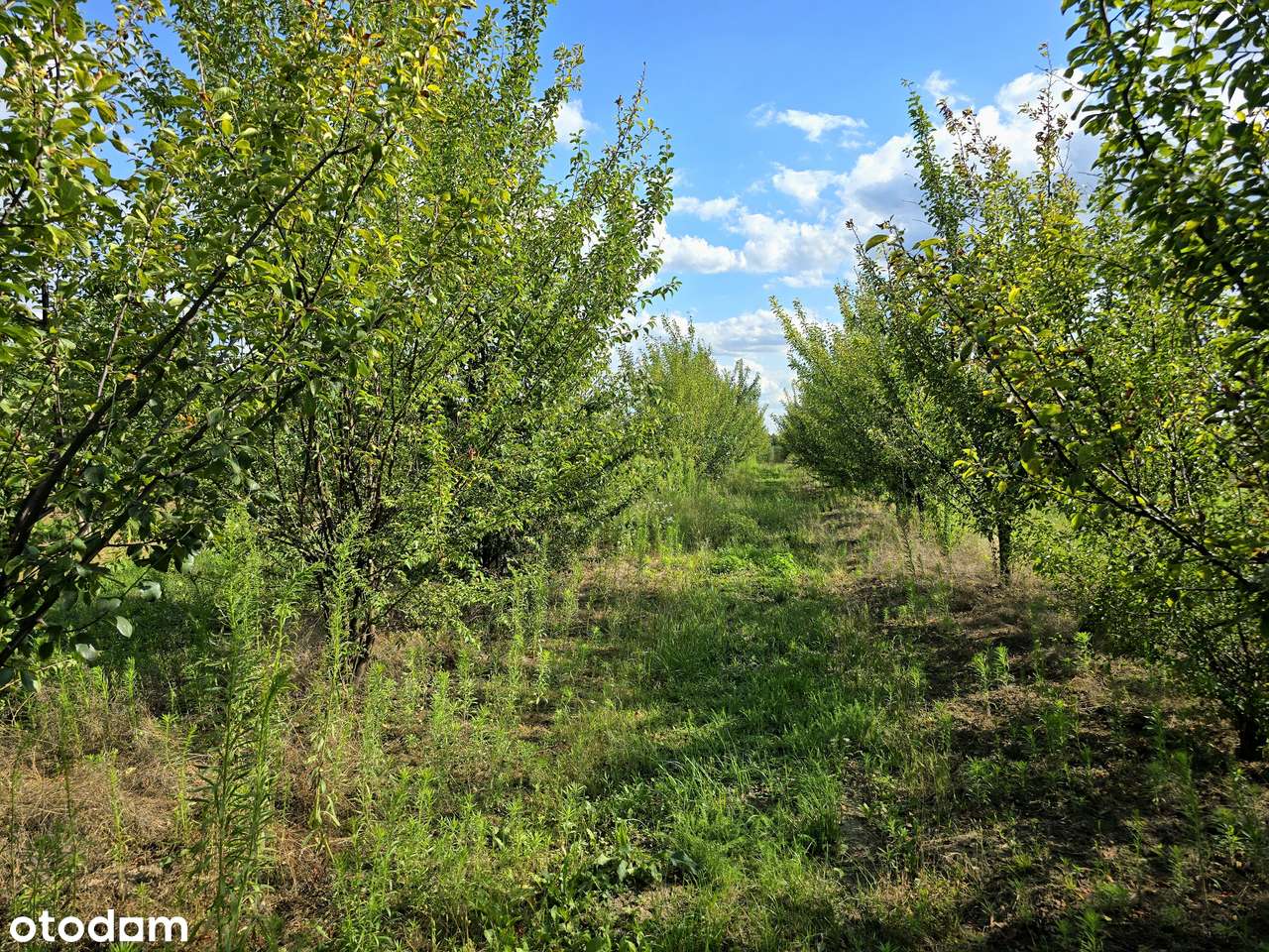 Działka rolna | 2 ha sadu w jednym kawałku | gm. Sadkowice - Pełny obrazek: 4/12