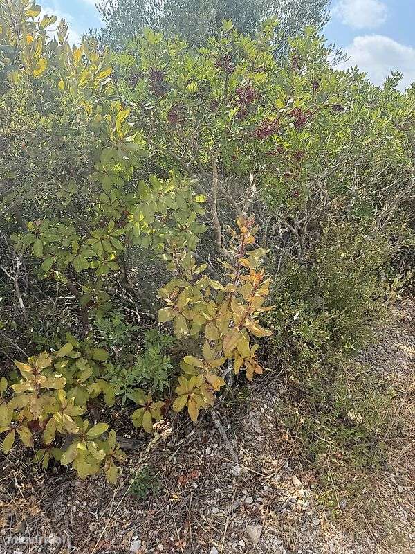 Terreno  para venda - Grande imagem: 4/14