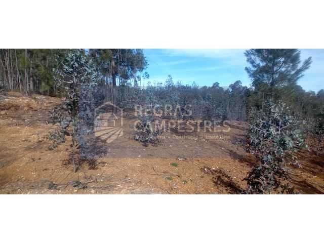 TERRENO RÚSTICO (FLORESTAL) SANTO ANDRÉ - VILA NOVA DE POIARES - Grande imagem: 4/7