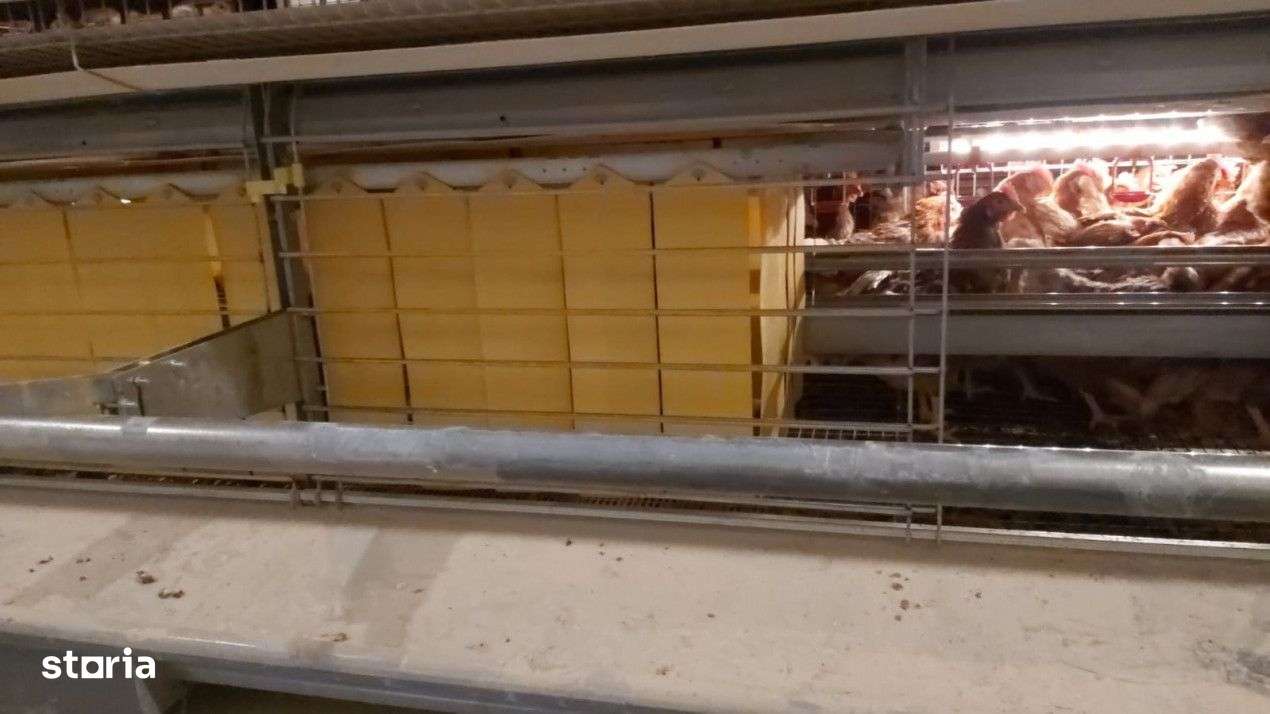 DE VÂNZARE Hala producție oua consum-10