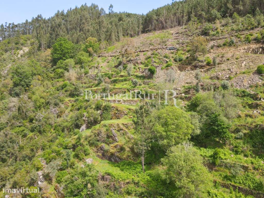 Quinta com 9.500m2 junto ao Rio Zêzere - Grande imagem: 4/30