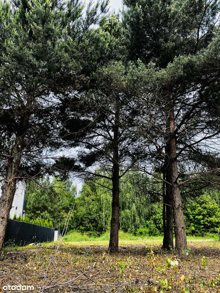 Działka budowlana Strzeszyn, położona przy lesie - Pełny obrazek: 5/5