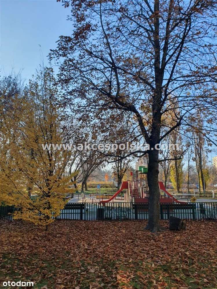 2 pokoje, rozkładowe, szybka komunikacja tramwajem-12