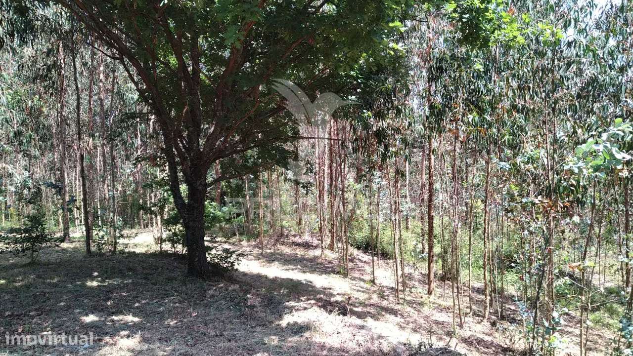 Terreno Urbanizável de 4514m² – Perto do Rio Alfusqueiro - Grande imagem: 5/12