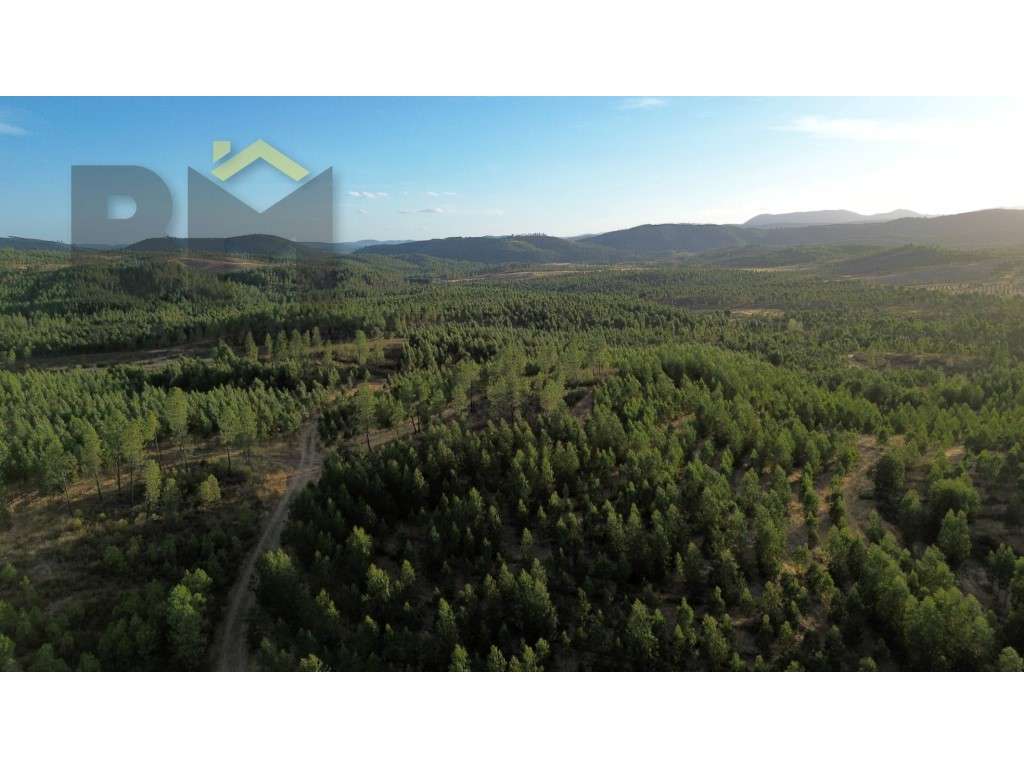 93 ha para venda no Sobral do Campo! - Grande imagem: 5/16