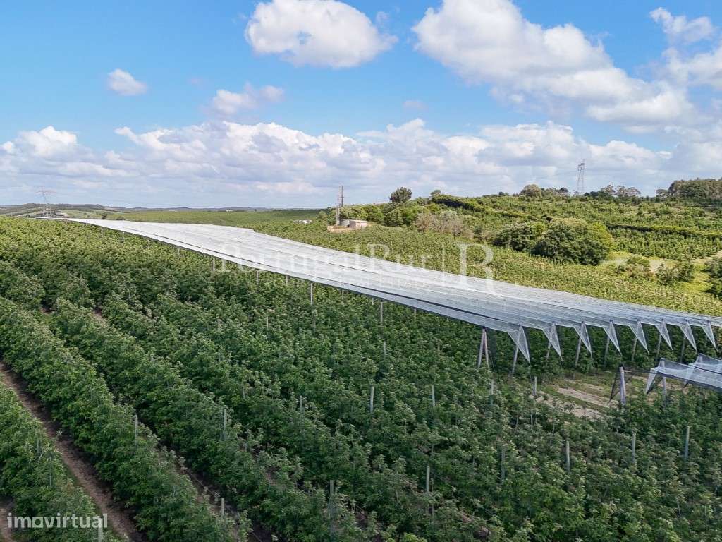 Exploração Agrícola com 37 ha e produção de Pera Rocha no Cadaval-19