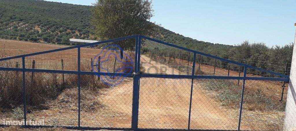 Terreno destinado a Olival - Grande imagem: 3/23