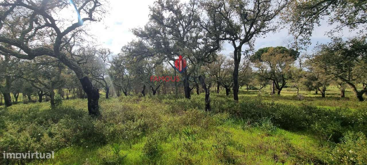 Terreno Exclusivo em Mata Duque – 23.000m² de Natureza e... - Grande imagem: 5/14