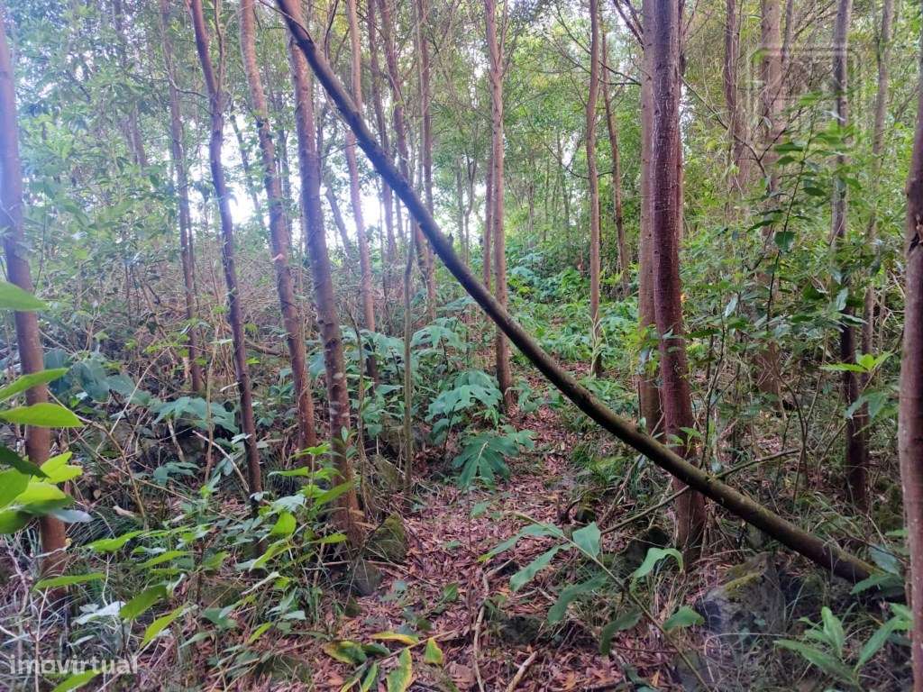 TERRENO para VENDA - São Vicente Ferreira, Ponta Delgada, Ilha de S... - Grande imagem: 5/30