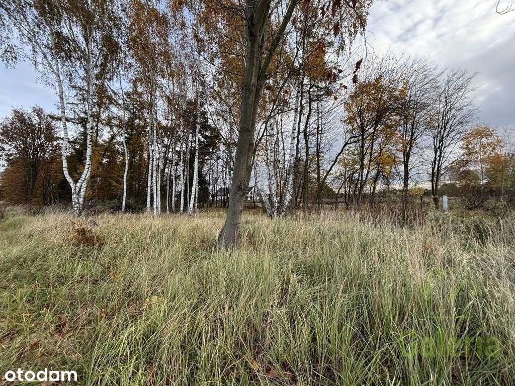 Zalesiona działka w Niedźwiedziu-1