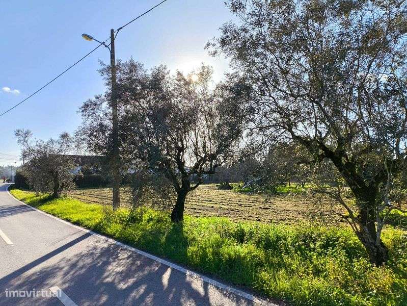 Terreno Rústico, Cantanhede - Grande imagem: 4/4