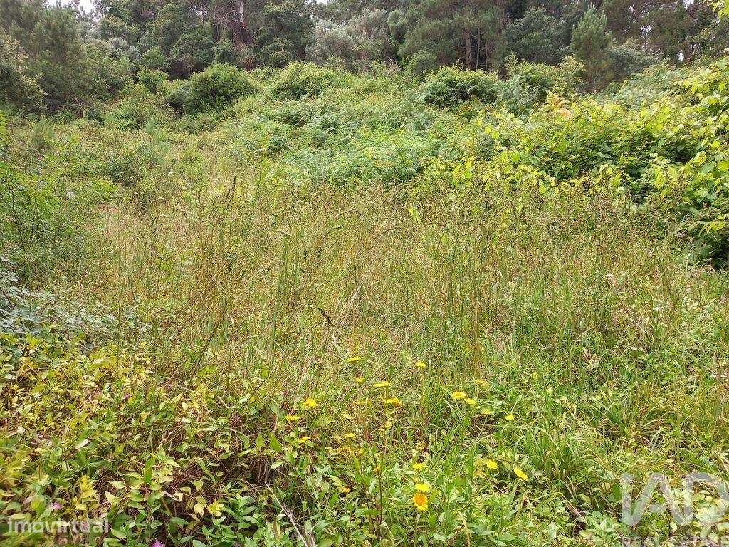 Terreno em Santo Isidoro de 4000,00 m2 - Grande imagem: 5/11