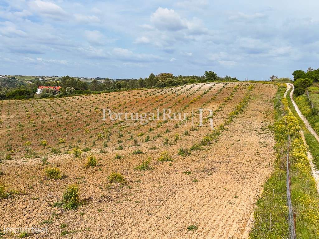 Quinta com 4,6 Hectares no Ribatejo - Grande imagem: 1/18