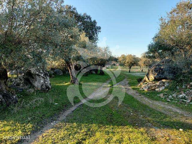 OLIVAL PARA VENDA EM CARRAPATELO - CORVAL-27