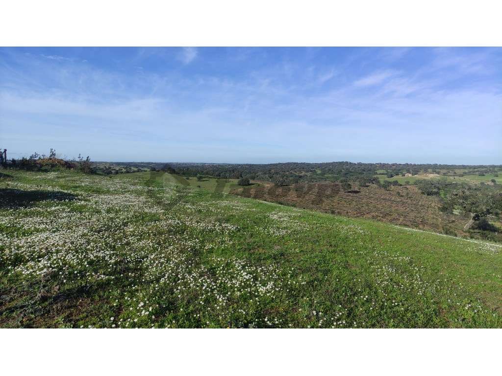 Terreno rústico de 9,1Ha localizado 1 Km da localidade da Dogueno - Grande imagem: 3/11