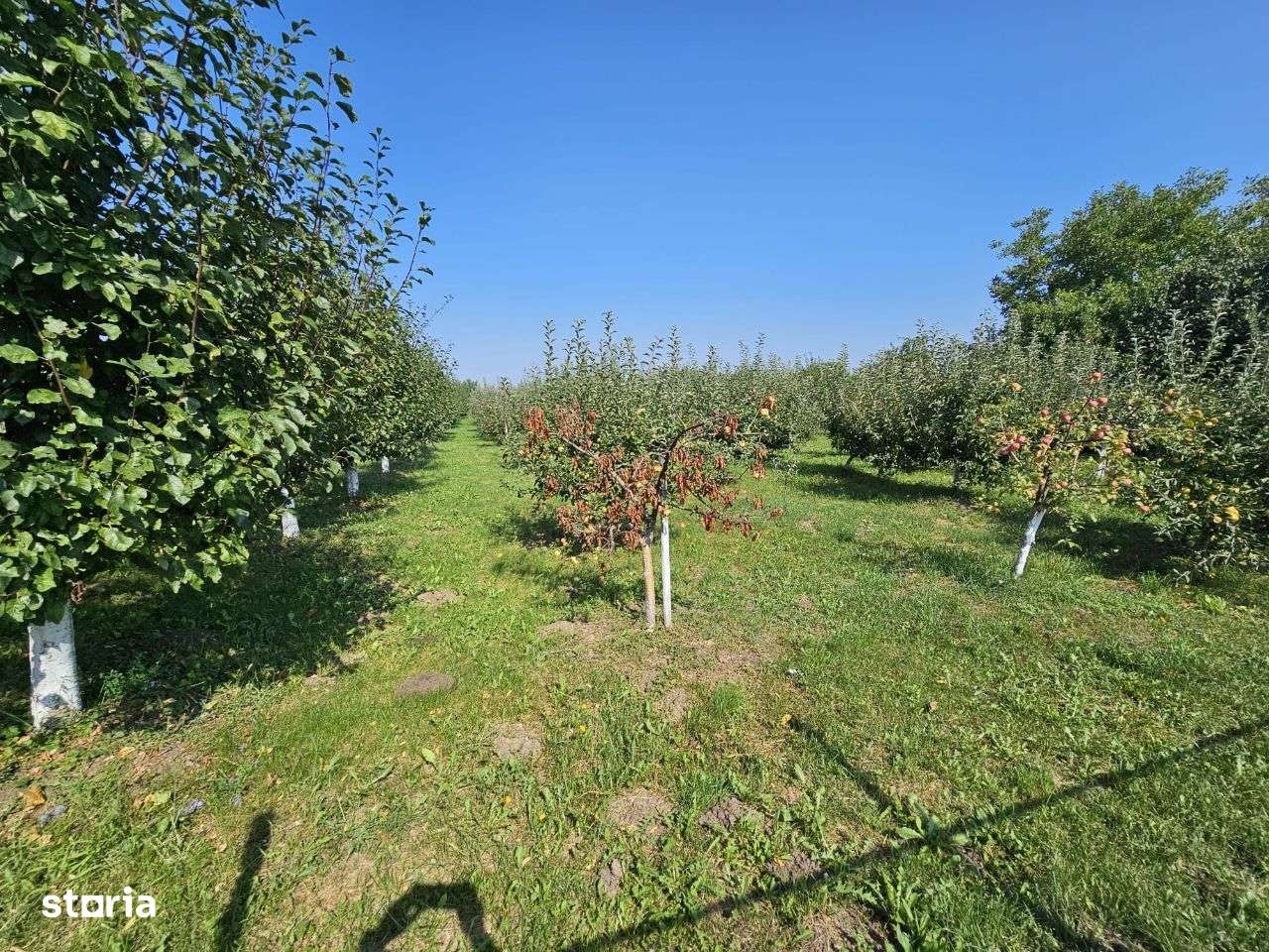 Comision 0%!! Teren intravilan Alios 3000 mp - livada / utilitati ! - Imagine principală: 5/8