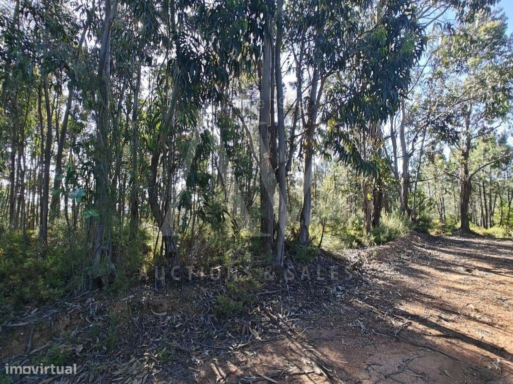 Terrenos Rústicos - SILVARES - FUNDÃO - | VENDA POR NEGOCIAÇÃO PART... - Grande imagem: 5/7