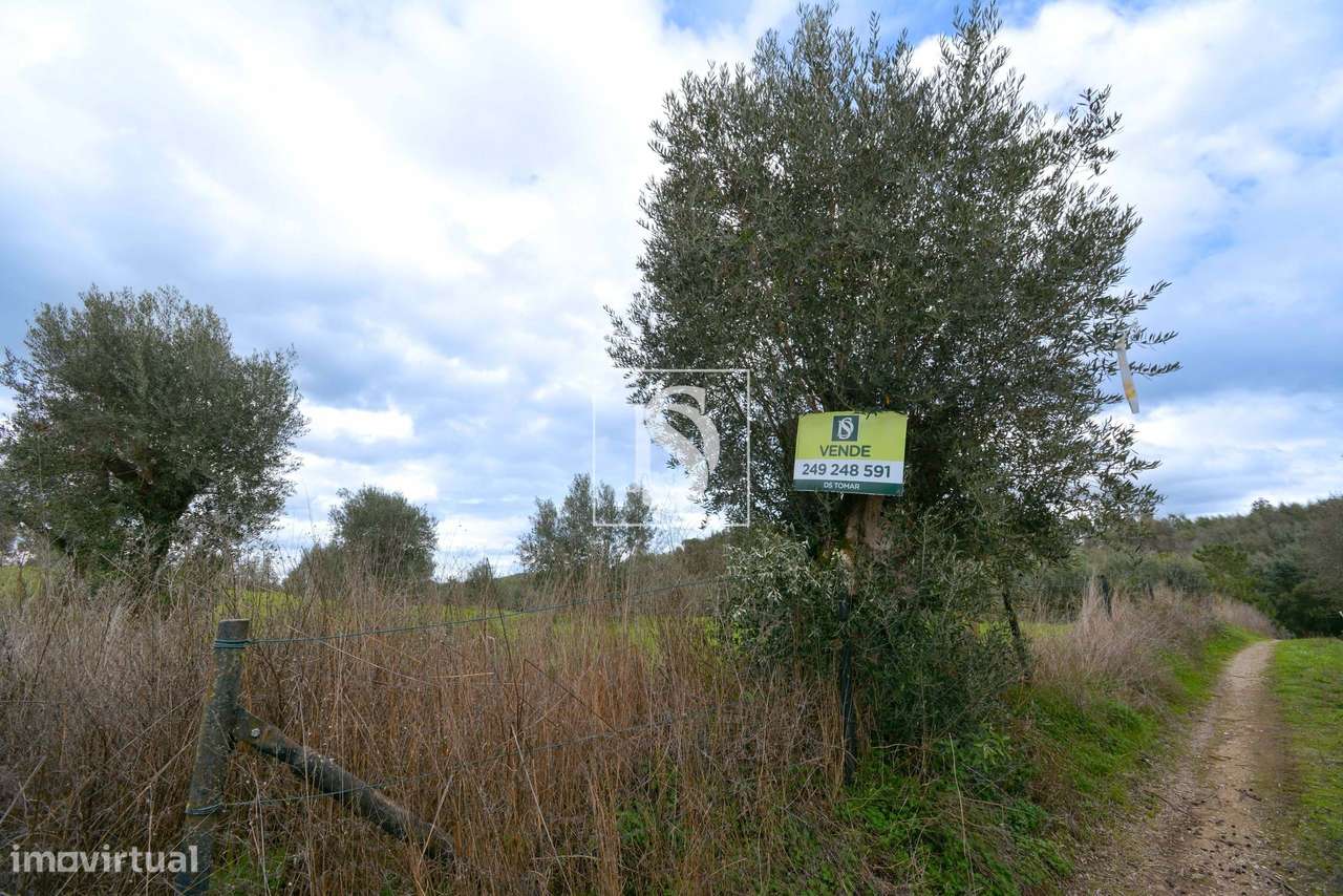 Terreno Urbano Linhaceira Tomar-7