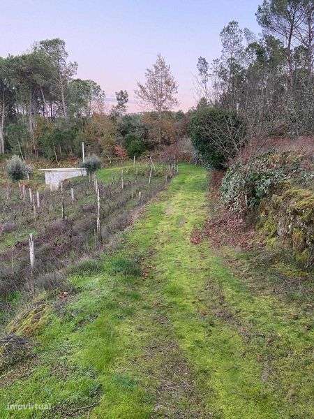 Vende-se quinta em Tibaldinho - Grande imagem: 5/11